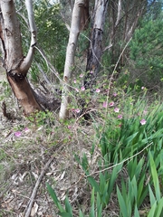 Anisodontea scabrosa