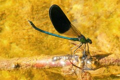 Calopteryx xanthostoma