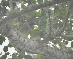 Turdus assimilis