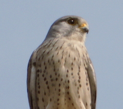 Falco naumanni