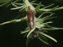 Apterygida albipennis