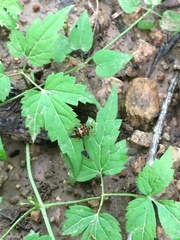 Apoderinae