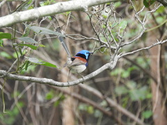 Malurus lamberti