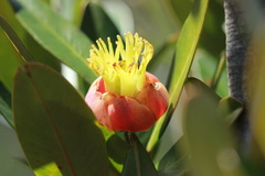 Montrouziera sphaeroidea