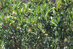 Montrouziera sphaeroidea