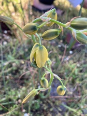 Albuca cooperi