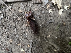 Pseudotsuga menziesii