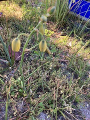 Albuca cooperi