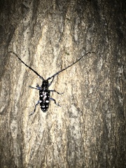Anoplophora glabripennis