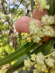 Acacia mabellae