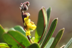 Hibbertia trachyphylla