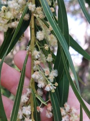 Acacia mabellae