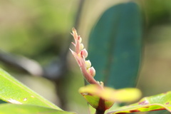 Hibbertia trachyphylla