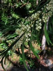 Acacia mabellae
