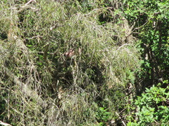 Nycticorax caledonicus