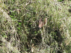 Nycticorax caledonicus