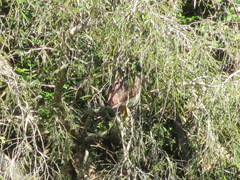 Nycticorax caledonicus