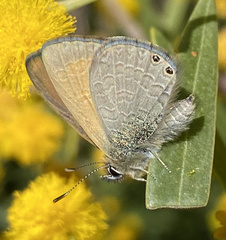 Nacaduba biocellata
