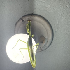 Stagmatoptera septentrionalis