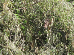 Nycticorax caledonicus