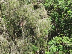 Nycticorax caledonicus