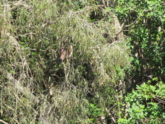 Nycticorax caledonicus