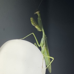 Stagmatoptera septentrionalis