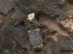 Platyrhinus resinosus