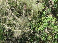 Nycticorax caledonicus