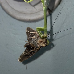 Stagmatoptera septentrionalis