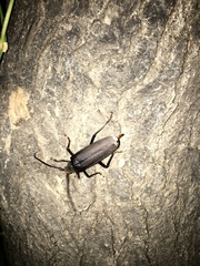 Aegosoma sinicum sinicum