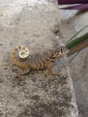 Leiocephalus carinatus