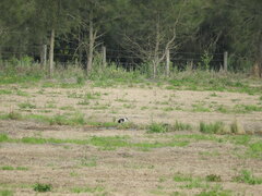 Threskiornis spinicollis