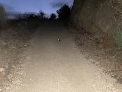 Phalaenoptilus nuttallii