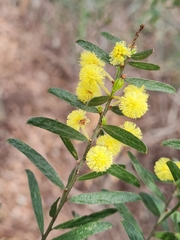 Acacia rostriformis