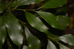 Cryptocarya meisneriana