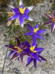 Calectasia