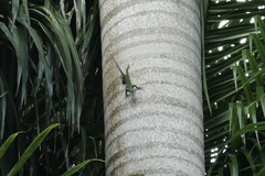 Anolis
