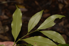 Cryptocarya meisneriana