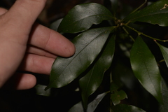 Cryptocarya meisneriana