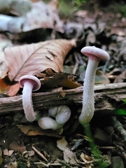 Laccaria ochropurpurea