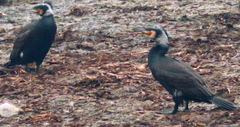 Phalacrocorax carbo