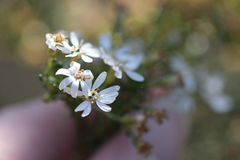Olearia microphylla
