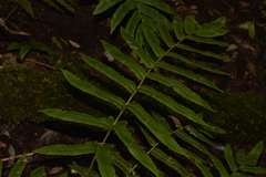 Blechnum