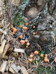 Myxomycetes