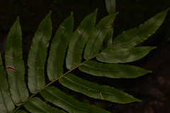 Blechnum