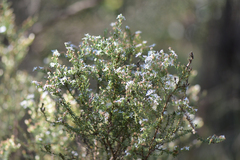 Olearia microphylla