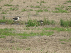 Threskiornis spinicollis