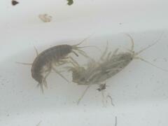 Gammarus roeselii