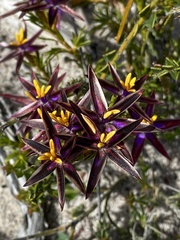 Calectasia